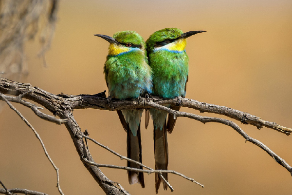 Charming Charlets - Image 2